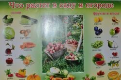 Плакат "Что растет на огороде".